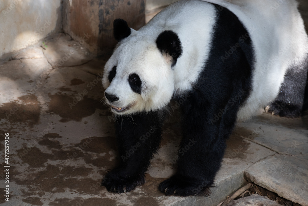 Obraz premium Cute Panda is walking on the yard