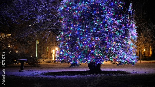 Christmas Tree at Night with snow