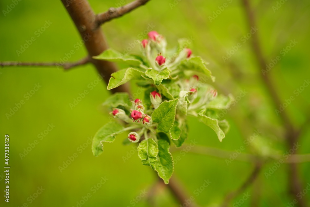 Apple tree blossom in spring garden with pink buds Apple tree blossom in spring garden with pink buds