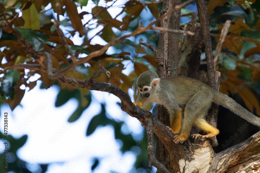 Obraz premium Close up Playful Common Squirrel Monkey
