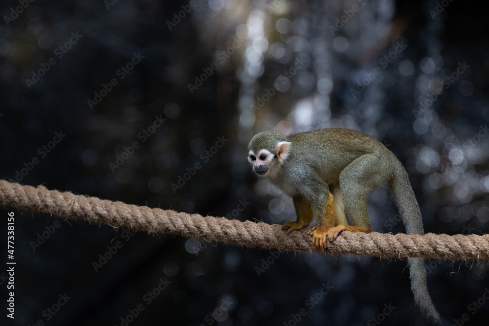 Obraz premium Close up Common Squirrel Monkey