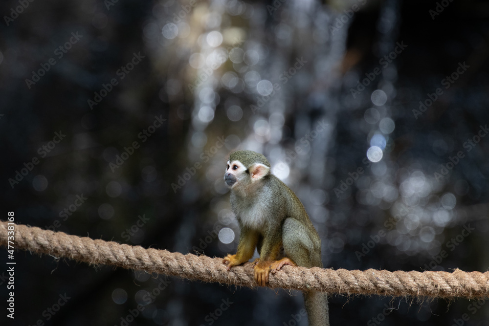 Obraz premium Close up Common Squirrel Monkey