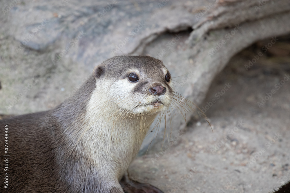 Close up Asian Small-Clawed Otter Close up Asian Small-Clawed Otter