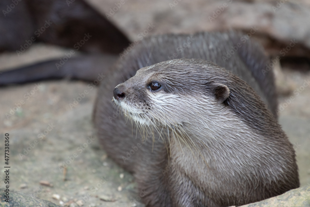 Close up Asian Small-Clawed Otter Close up Asian Small-Clawed Otter