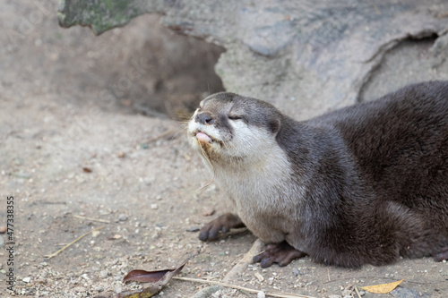 Close up Asian Small-Clawed Otter