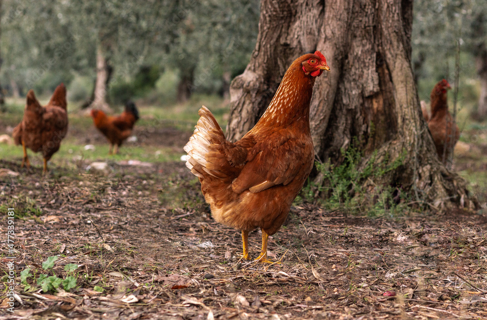 Fototapeta premium range chickens walks in the garden
