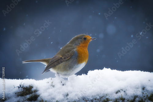 rotkehlchen im Schnee/ robin in snow photo