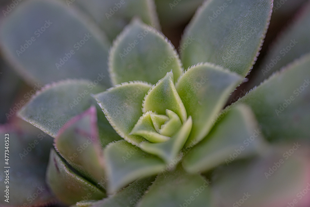 Close up macro shot of an echeveria succulent plant. Very shallow focus on one of the center leaves. Close up macro shot of an echeveria succulent plant. Very shallow focus on one of the center leaves.