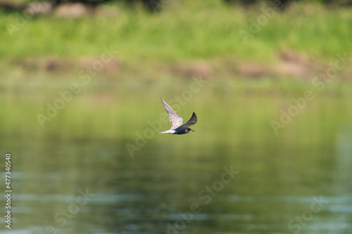 A Black tern flying against green background
