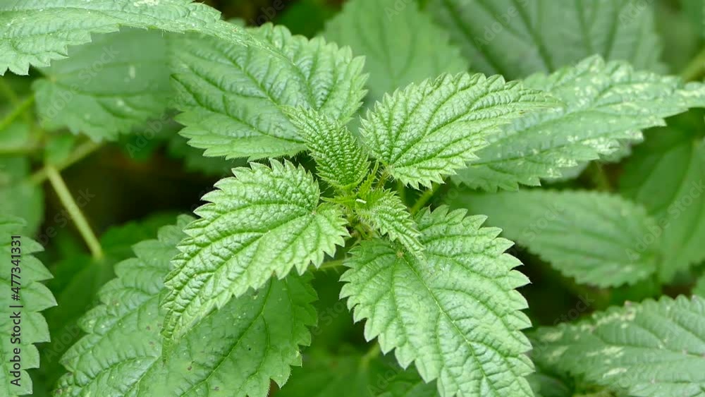 Stinging nettle plant close up, Urtica dioica leaves, Common nettle closeup video Stinging nettle plant close up, Urtica dioica leaves, Common nettle closeup video