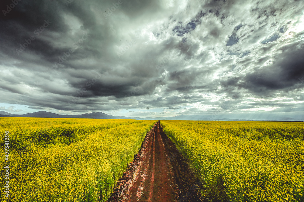 Obraz premium sky over the field