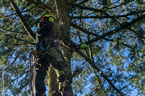 arboristic with a chainsaw by a professional photo