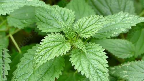 Stinging nettle plant close up, Urtica dioica leaves, Common nettle closeup video