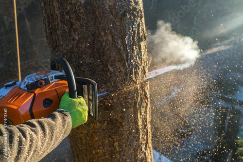 arborist with a chainsaw, professional tree care