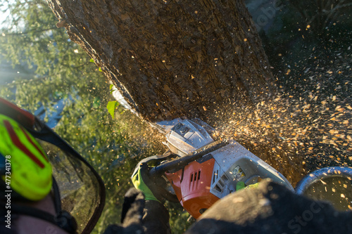 arboristic with a chainsaw by a professional photo