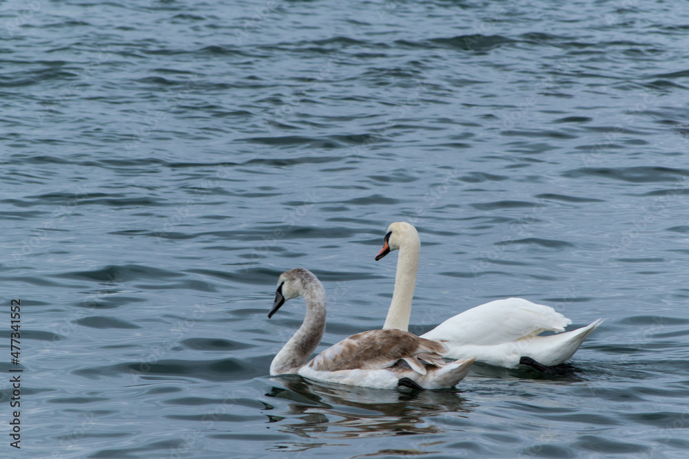 Swan family