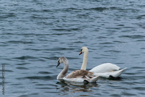 Swan family