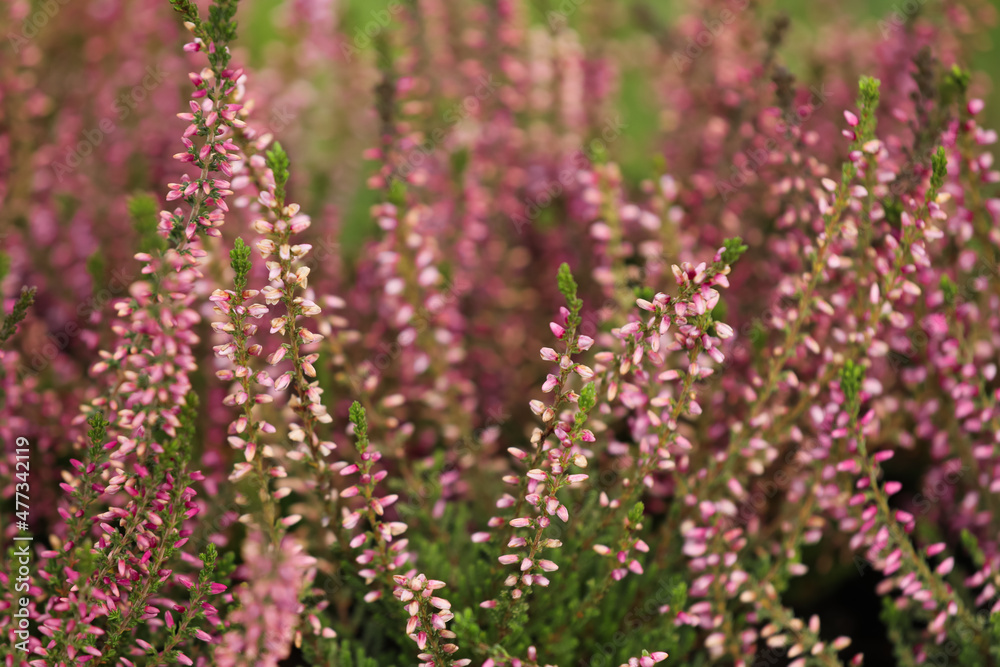 Obraz premium Heather shrubs with beautiful flowers outdoors, closeup