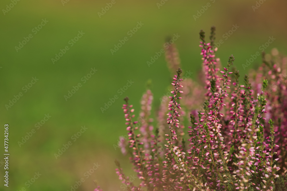 Heather shrub with beautiful flowers outdoors. Space for text Heather shrub with beautiful flowers outdoors. Space for text