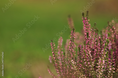 Heather shrub with beautiful flowers outdoors. Space for text