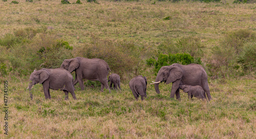 A group of six African elephants are walking on the grass of the savannah. The little elephant snuggled up with the big elephant
