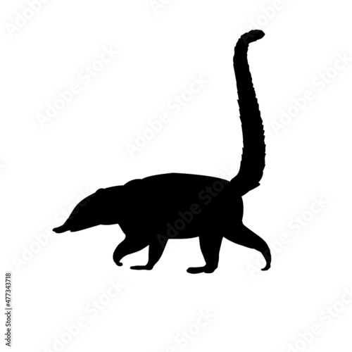 Silhouette Nasua Coati. Wildlife animal.