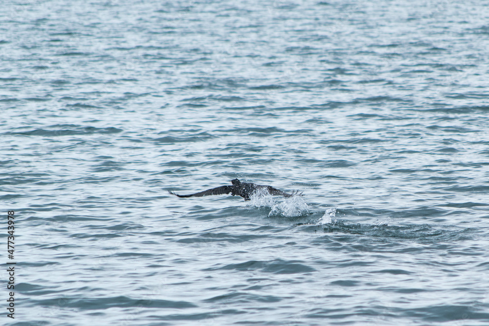 Fototapeta premium cormorant taking off