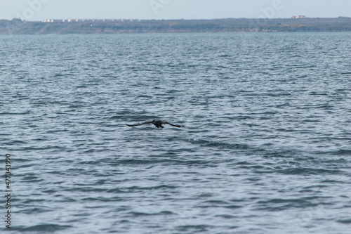 cormorant taking off