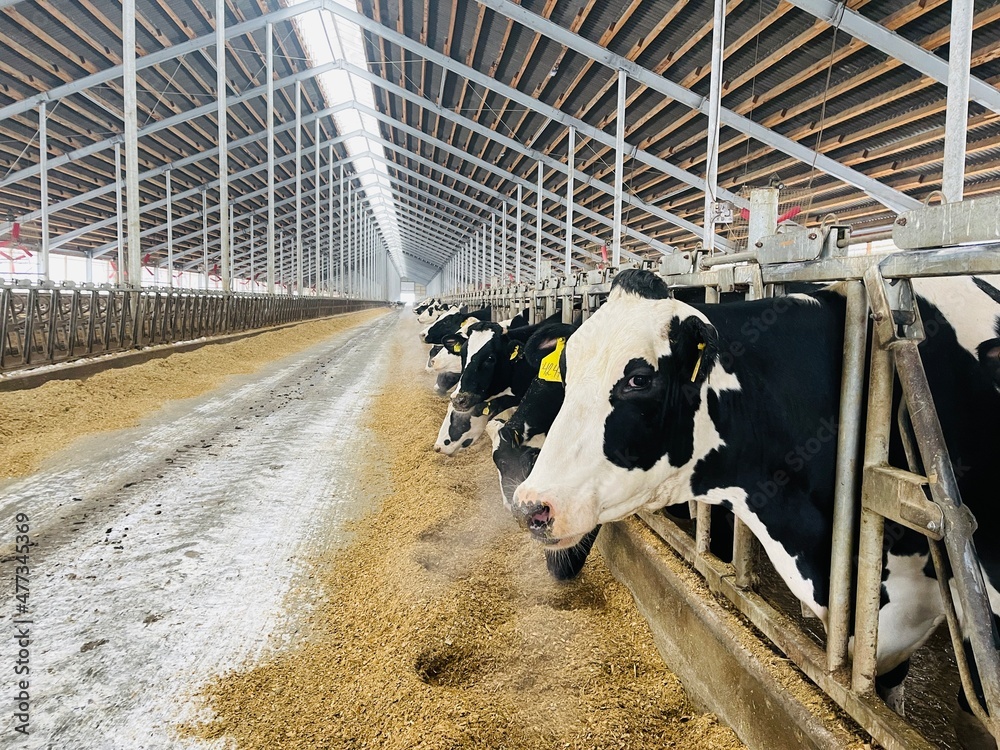 Cows eating oats in barn. Herd of cows with tags on ears standing in