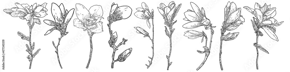 Magnolia head on the branch set. Spring flower bloom set. Botanical illustration made from real tree in the forest or park. Magnolia blossom side view on the twig, isolated on white collection. Vector Magnolia head on the branch set. Spring flower bloom set. Botanical illustration made from real tree in the forest or park. Magnolia blossom side view on the twig, isolated on white collection. Vector