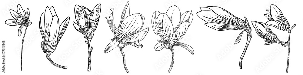Naklejka premium Set of magnolia flowers and leaves drawing illustration for posters, invitation and greeting card design. White magnolia flowers on the twigs from natural trees plants, Isolated elements. Vector.