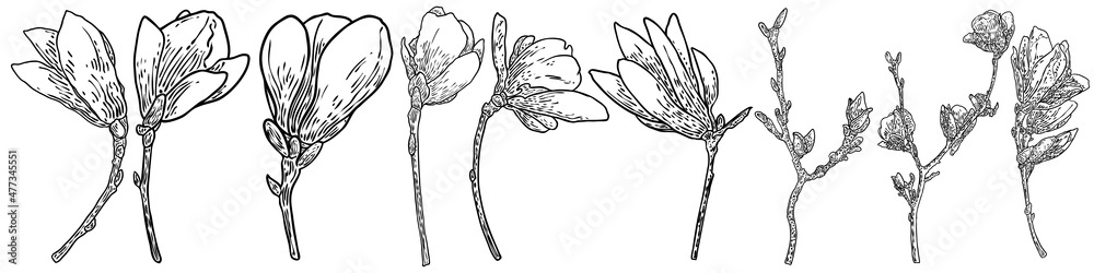 Set of magnolia flowers and leaves drawing illustration for posters, invitation and greeting card design. White magnolia flowers on the twigs from natural trees plants, Isolated elements. Vector. - obrazy, fototapety, plakaty 