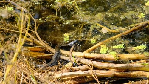 Portrait of Snake in Swamp Thickets and Algae, Close-up. Poisonous serpent in wild green nature. Big Head of thick viper in the seaweed. The snake hunts in algae. 4K photo