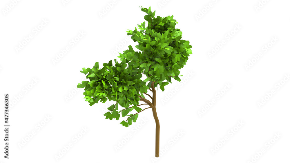popler tree without shadow 3d render popler tree without shadow 3d render