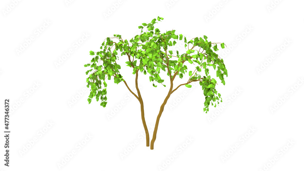 Obraz premium silver birch without shadow 3d render