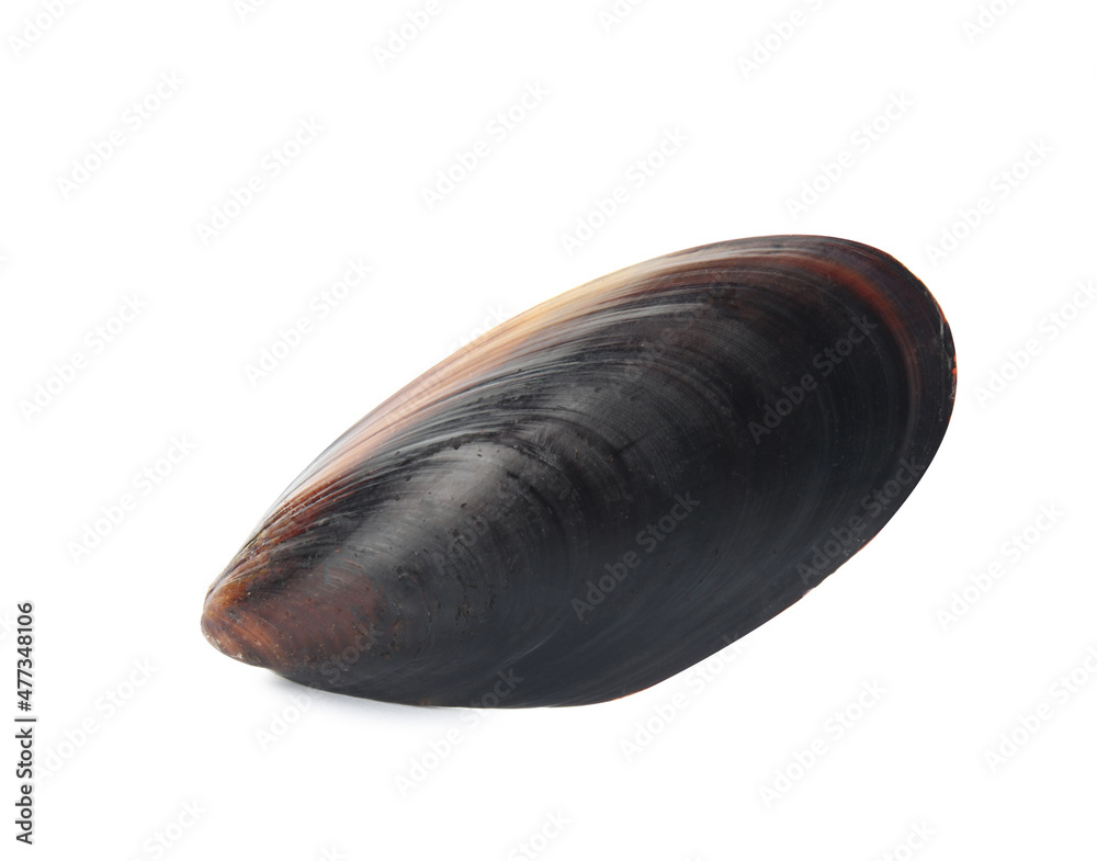 Mussel shell isolated on white, top view