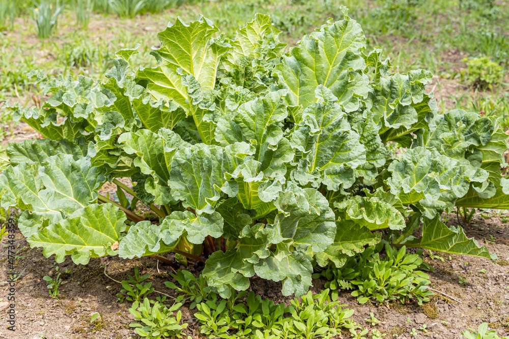 Bright green texture of a group of young fresh big rhubarb leaves is in a garden in summer Bright green texture of a group of young fresh big rhubarb leaves is in a garden in summer