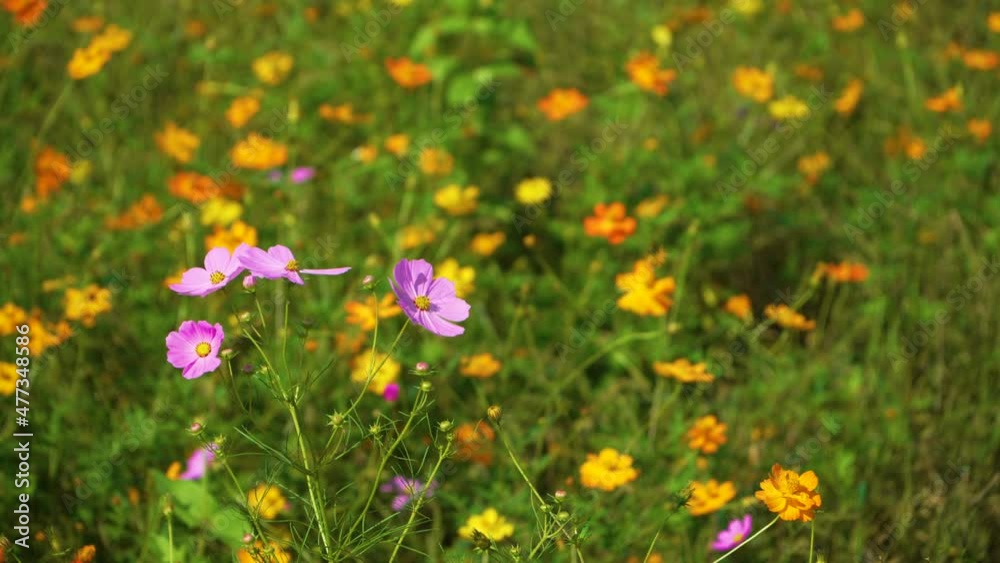 flowers are blossoming. colorful nature flowers are blossoming. colorful nature