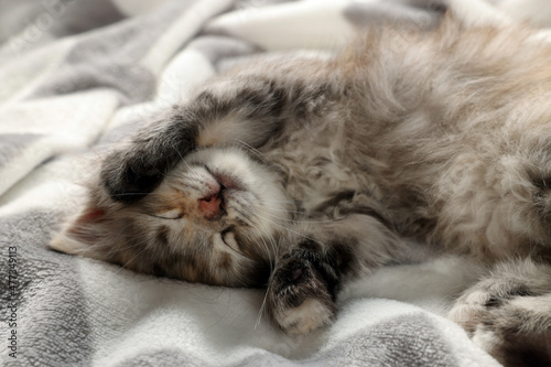 Fototapeta Naklejka Na Ścianę i Meble -  Cute kitten sleeping on soft blanket. Baby animal