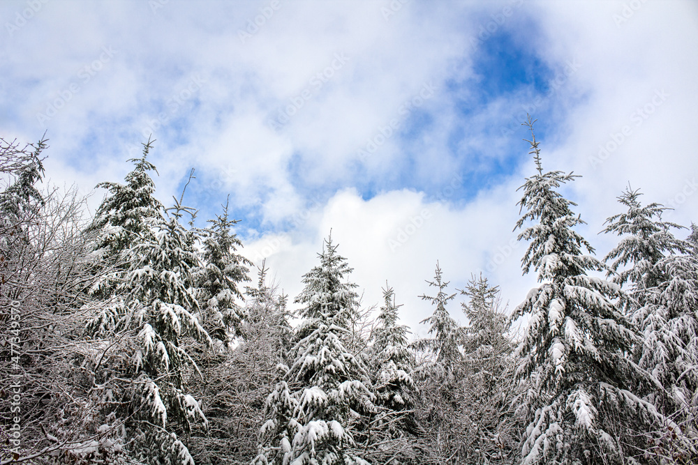Winter forest with fir trees covered in snow