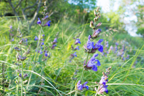 Common sage  Salvia officinalis  with blue and purplish flowers  Mediterranean medicinal herb  from Croatia