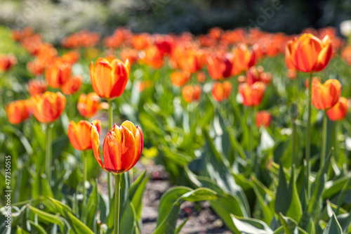Group of Orange tulips with stamens and pestle is on a blurred green background