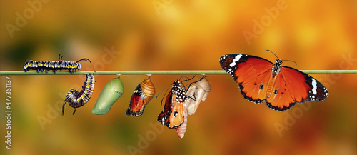 Fotografia, Obraz Amazing moment ,Monarch Butterfly , caterpillar, pupa and emerging with clipping path