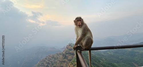 Canvas Print Asian monkey of India sitting on the edge of a cliff with a curious expression