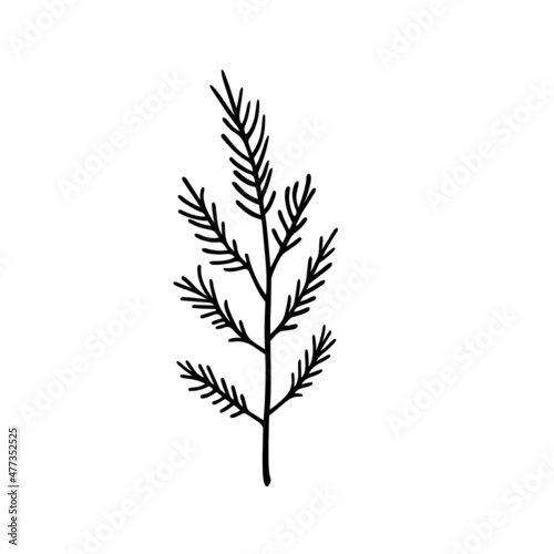 Isolated coniferous twig. Vector illustration of twig  spruce on white background. Doodle.