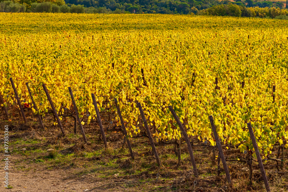 autumn colors in Chianti in the Province of Siena