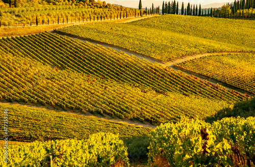 autumn colors in Chianti in the Province of Siena
