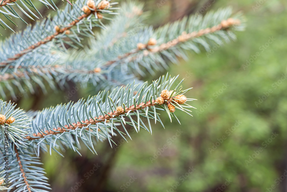 Branch of blue fir tree with orange young cones is on a green background for Christmas decoration Branch of blue fir tree with orange young cones is on a green background for Christmas decoration
