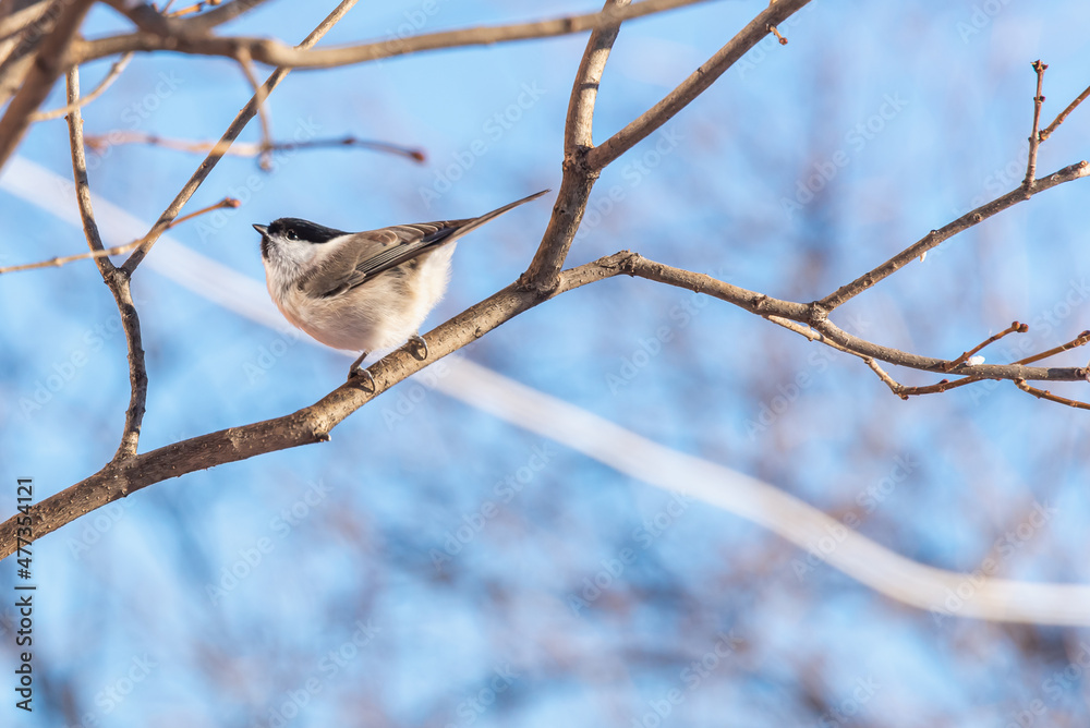 Bird willow tit (Poecile montanus) on a tree branch, in natural environment. Bird willow tit (Poecile montanus) on a tree branch, in natural environment.