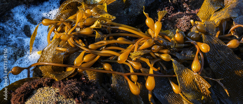 Kelp in the tide pools of Monterey Bay, California. photo